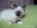 Ragdoll s PP - Prodej