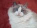 Ragdoll s PP - Prodej