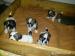 Shih tzu - Prodej