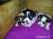 Shih tzu - Prodej