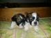 Shih tzu - Prodej