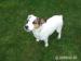 Jack Russell terríér - Predaj