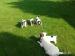 Jack Russell terríér - Predaj