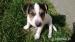 Jack russel terier - posledný psík:-)  - Predaj