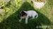 Jack russel terier - posledný psík:-)  - Predaj