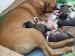 Americký Pitbull s PP-CHS Princess Kennels - Prodej