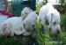 Argentinska doga Dogo Argentino - Predaj