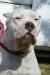 Argentinska doga Dogo Argentino - Predaj