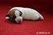 Jack Russell Teriér - štěňátka - Prodej