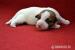 Jack Russell Teriér - štěňátka - Prodej