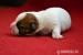 Jack Russell Teriér - štěňátka - Prodej