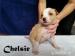 American Pitbull Terrier - štěňátka na prodej - Prodej