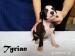 American Pitbull Terrier - štěňátka na prodej - Prodej