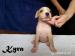 American Pitbull Terrier - štěňátka na prodej - Prodej