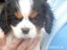 Kavalír king charles spanel - Prodej