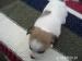 Štěňátka Jack Russell - Prodej