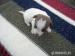 Štěňátka Jack Russell - Prodej
