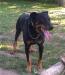 Beauceron šteniatka - Predaj