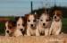 jack russell terrier s PP - Prodej