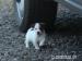 jack russell terrier s PP - Prodej