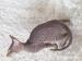 Sphynx-Peterbald s PP - Predaj