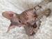 Sphynx-Peterbald s PP - Predaj