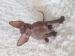 Sphynx-Peterbald s PP - Predaj