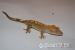 Rhacodactylus ciliatus - Predaj