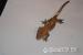 Rhacodactylus ciliatus - Predaj