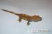 Rhacodactylus ciliatus - Predaj