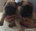 Mops - Predaj