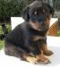 šteniatka beauceron - Predaj