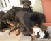 šteniatka beauceron - Predaj