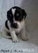 Jack Russel Terier - čistokrevná štěňátka - Prodej