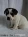 Jack Russel Terier - čistokrevná štěňátka - Prodej