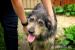 Pies do adopcji. - Podarunek