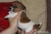 Jack Russel teriér - hladký vrh s PP - Prodej