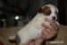 Jack Russel teriér - hladký vrh s PP - Prodej