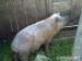 Mangalica - Eladás