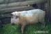 Mangalica - Eladás