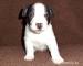 Prodám štěňátka Jack Russel Terrier  - Prodej