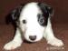 Prodám štěňátka Jack Russel Terrier  - Prodej