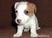 Prodám štěňátka Jack Russel Terrier  - Prodej