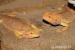 Agama vousatá - Pogona vitticeps - Prodej