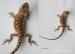Agama vousatá - Pogona vitticeps - Prodej