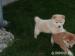 Predam SHIBA INU steniatka - Predaj
