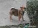 Predam SHIBA INU steniatka - Predaj