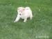 Predam SHIBA INU steniatka - Predaj
