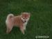 Predam SHIBA INU steniatka - Predaj