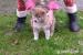 SHIBA-INU - Prodej